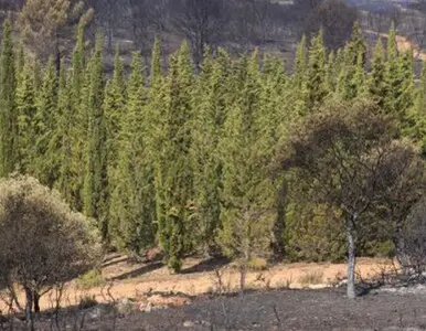 TALA Y PODA EN ALTURA DE ÁRBOLES, ALMERÍA 
