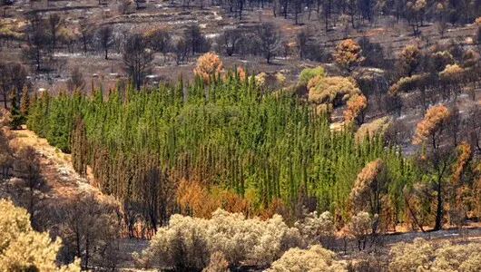 TALA Y PODA EN ALTURA DE ÁRBOLES, ALMERÍA 