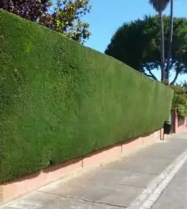 TALA Y PODA EN ALTURA DE ÁRBOLES, ALMERÍA 
